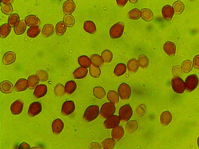 Due giorni di raccolta in 20 foto